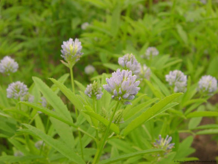 Fenugreek - kas tai? Naudingos savybės smiltainis (su nuotrauka)
