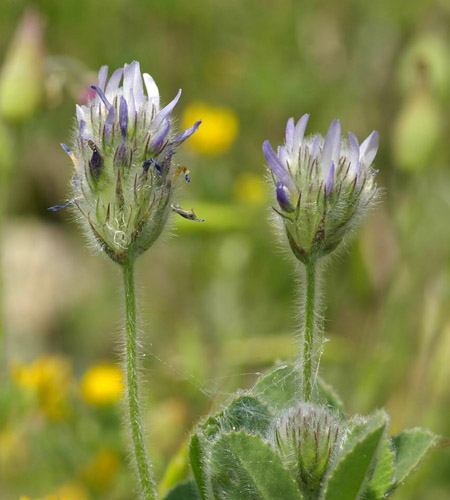 Fenugreek - kas tai? Naudingos savybės smiltainis (su nuotrauka)