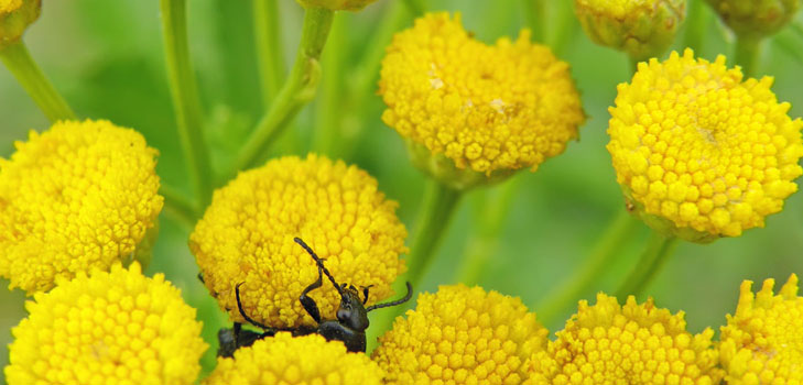 Tansy: vaistinės savybės, taikymas liaudies medicinoje