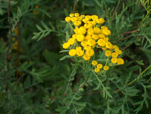 Tansy: vaistinės savybės, taikymas liaudies medicinoje