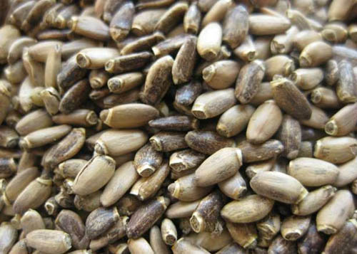 Naudingos pieno dumplės savybės; pieno drebulio naudojimas svorio netekimui