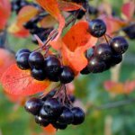 "Chokeberry Ashberry" savybės "Chokeberry Ashberry" savybės