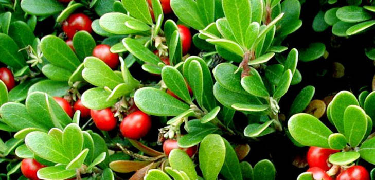 Bearberry: medicininės savybės, paraiška, nuotrauka
